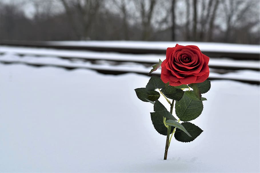 red rose in snow, love symbol, railway, lost love, remembering all victims