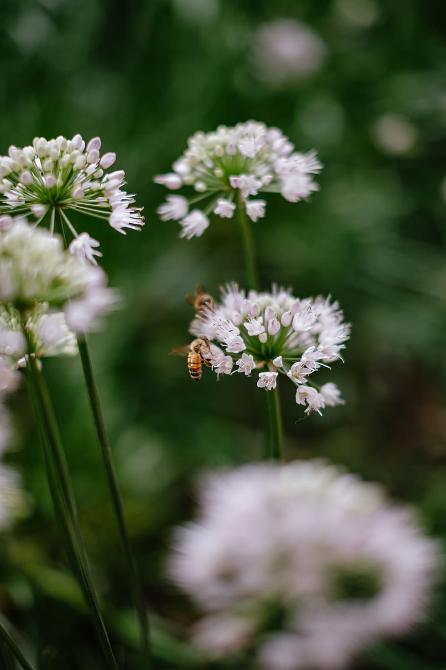 flower, bee, bumblebee, macro, nature, chicago, fujifilm, flowering plant HD wallpaper