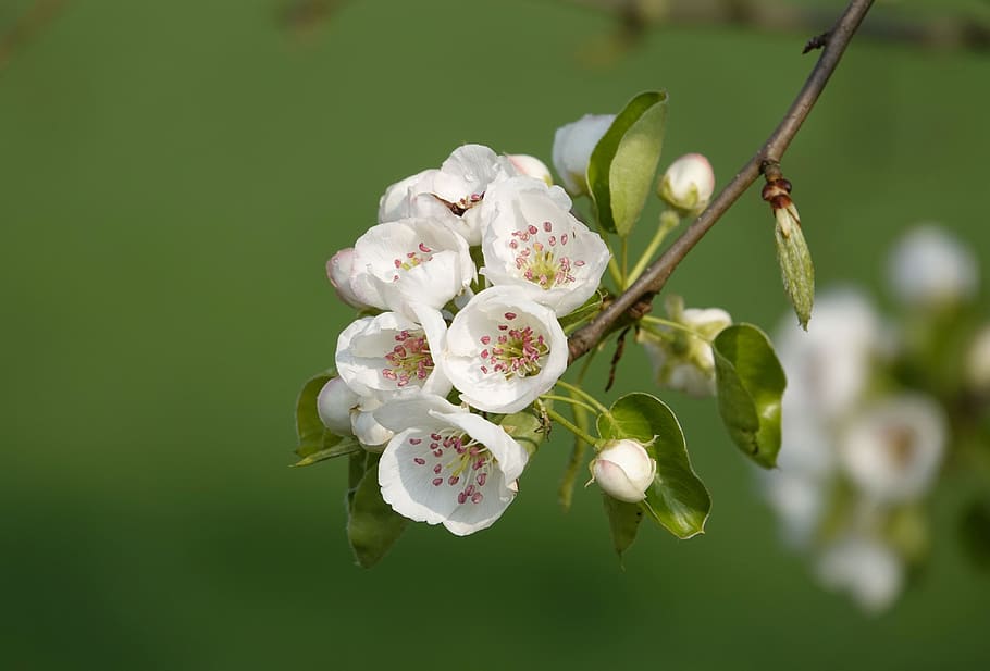 flowering twig, spring, bud, bloom, flowers, nature, branch HD wallpaper