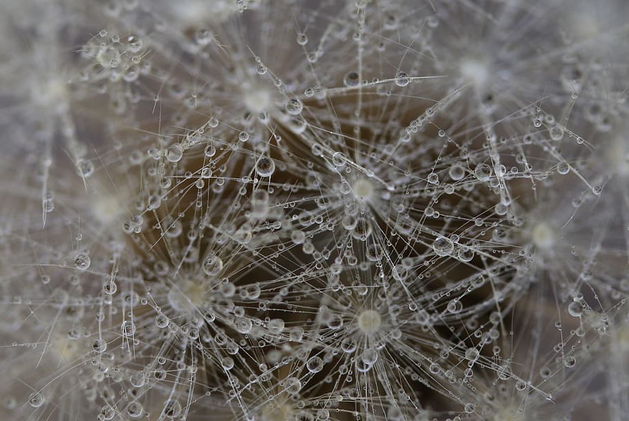 dandelion, down, white, plants, nature, nice, fragility, vulnerability HD wallpaper