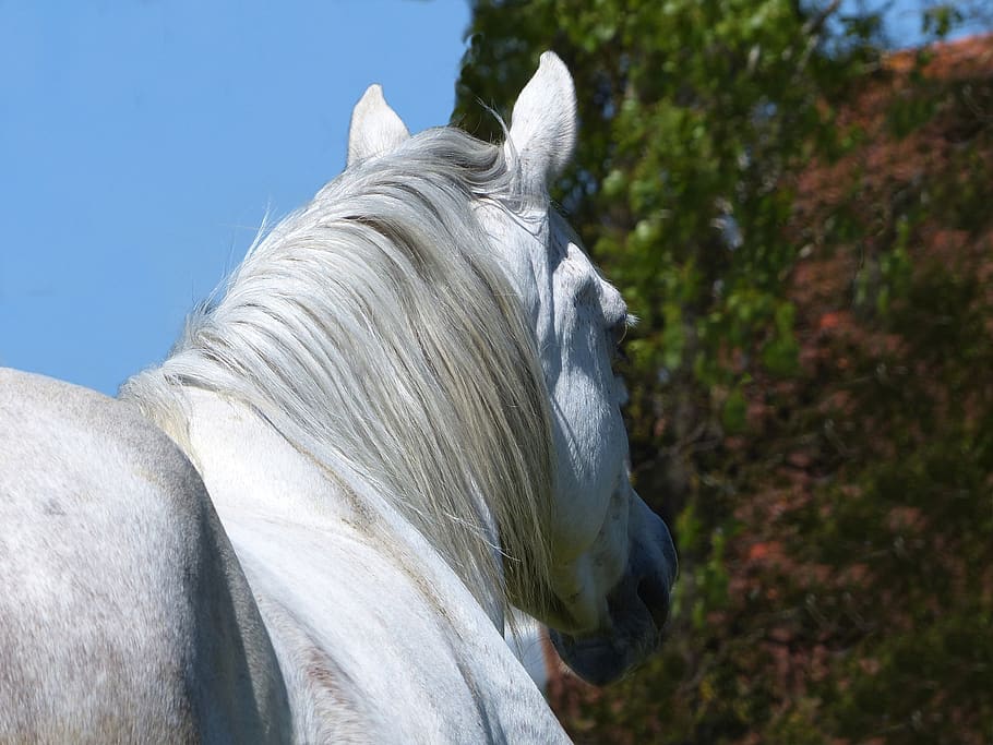 thoroughbred, arabic, white, mane, ears, nature, pre, animal HD wallpaper
