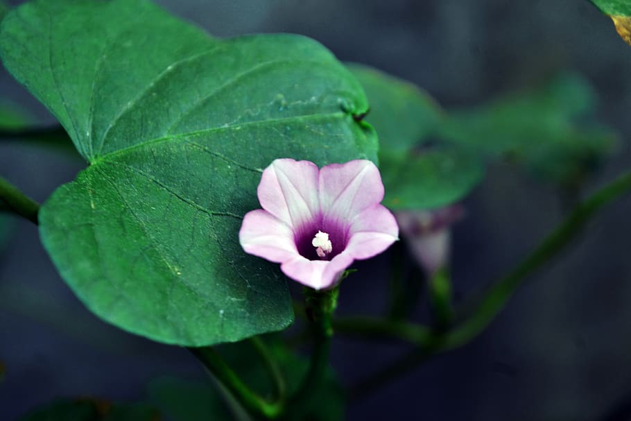 flower, landscape, nature, macro, purple, green, plant, agriculture HD wallpaper