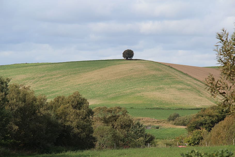 tree, hill, hilly, meadow, sky, nature, landscape, panorama HD wallpaper