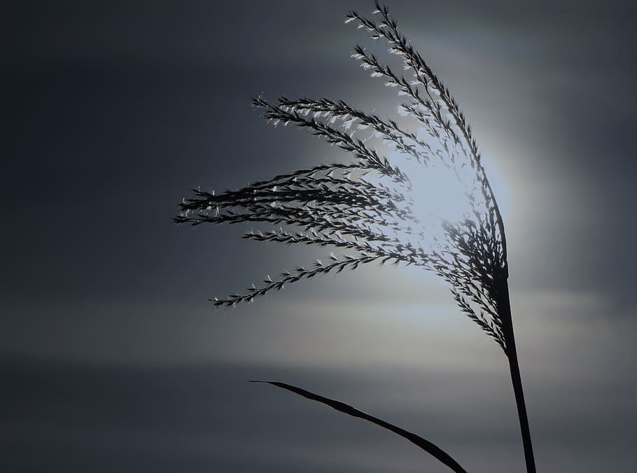 reed, cold, wintry, backlighting, winter, no people, nature HD wallpaper
