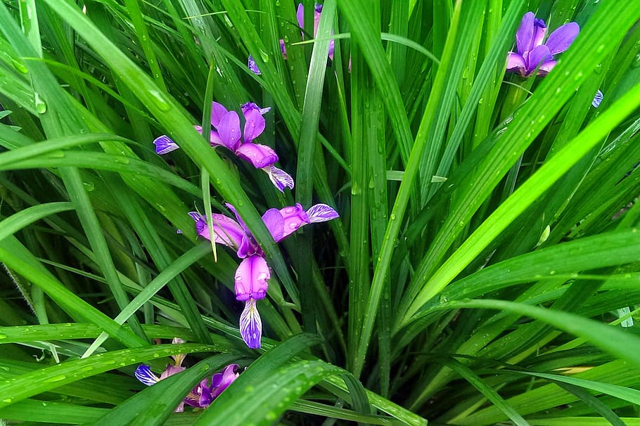 wallpapers, plant, flower, green color, flowering plant, beauty in nature HD wallpaper