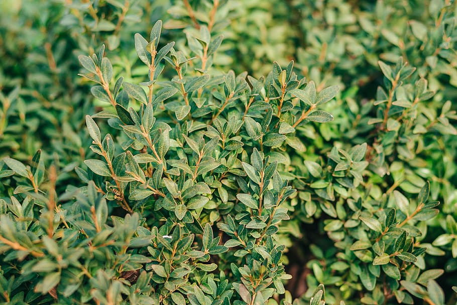 green leaf plants, vegetation, bush, jar, vase, pottery, potted plant HD wallpaper