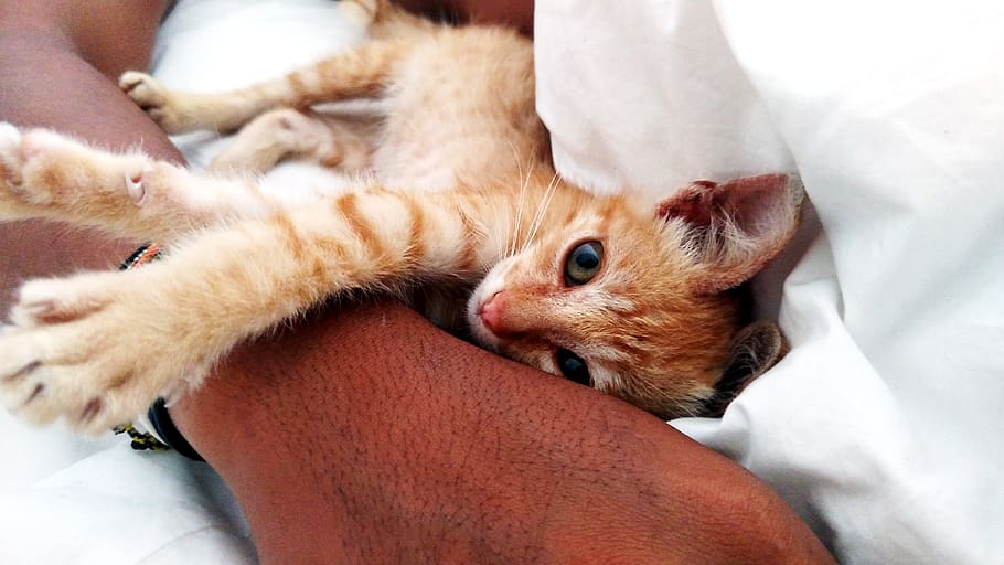 indonesia, bali, animal, animal themes, mammal, domestic, pets HD wallpaper