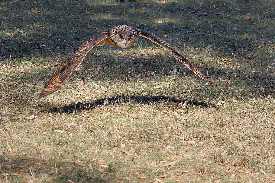 young bird, owl, eagle owl, bird of prey, flying, raptor, one animal HD wallpaper