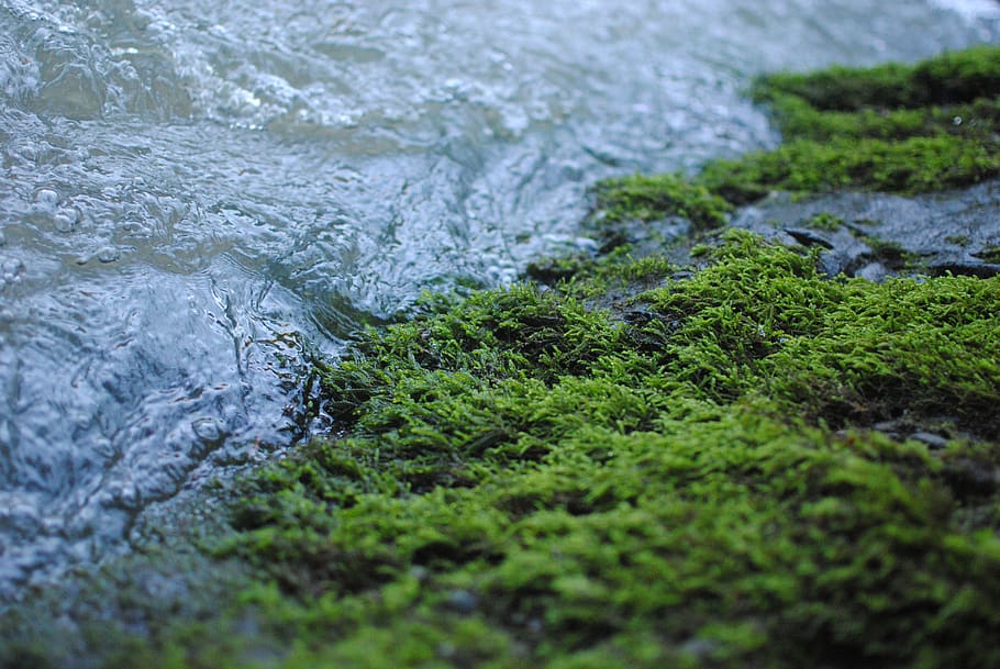 moss, water, creek, river, bank, nature, running water, brook, HD wallpaper