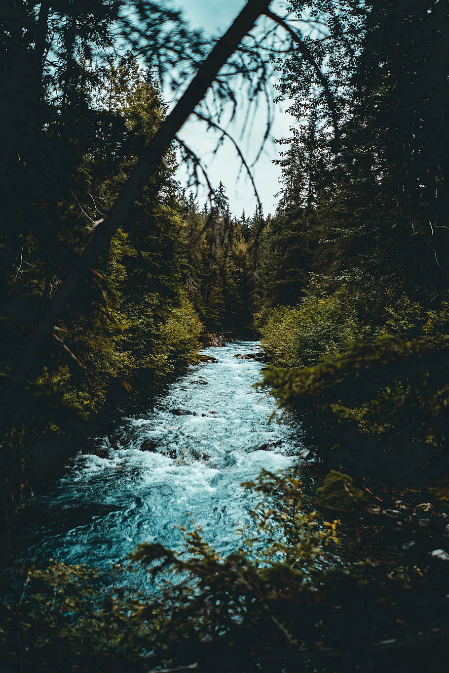 river in between forest, tree, plant, water, nature, flowing water HD wallpaper
