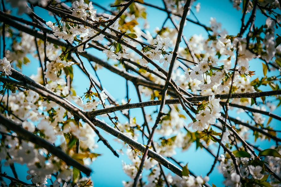 white blossom tree, plant, flower, cherry blossom, petal, pollen HD wallpaper
