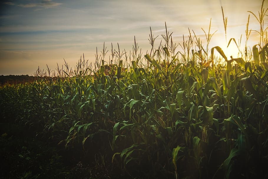 Corn Field, cereal, crop, cropland, dawn, farm, farmland, grass HD wallpaper