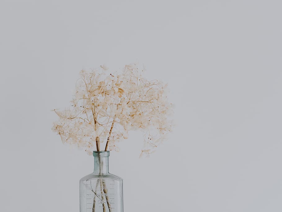 clear glass vase withy beieg flower, studio shot, copy space, HD wallpaper