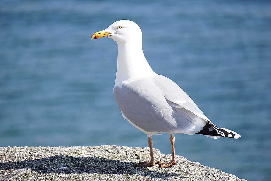animals, bird, seagull, rock, water, deep, feather, animal themes HD wallpaper