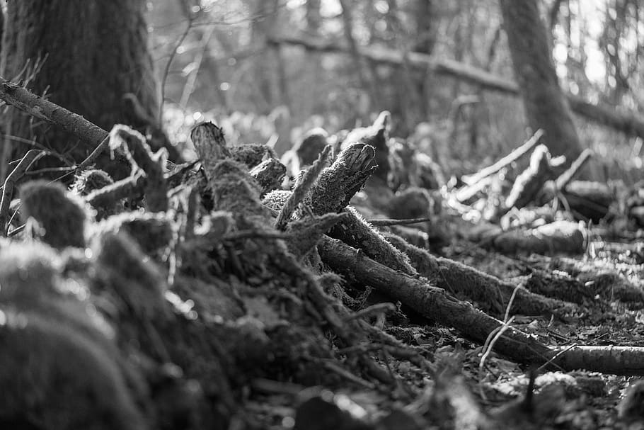 root, plant, tree, tree stump, tree trunk, moss, ivy, ground HD wallpaper