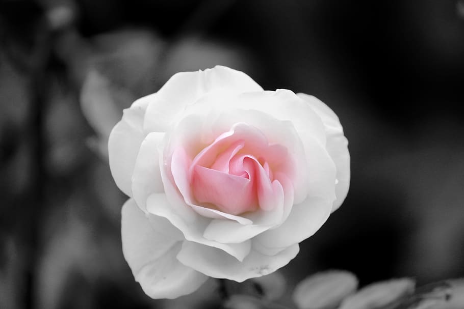 rose, pink, white, tender, rose bloom, pink rose, flower, blossom HD wallpaper