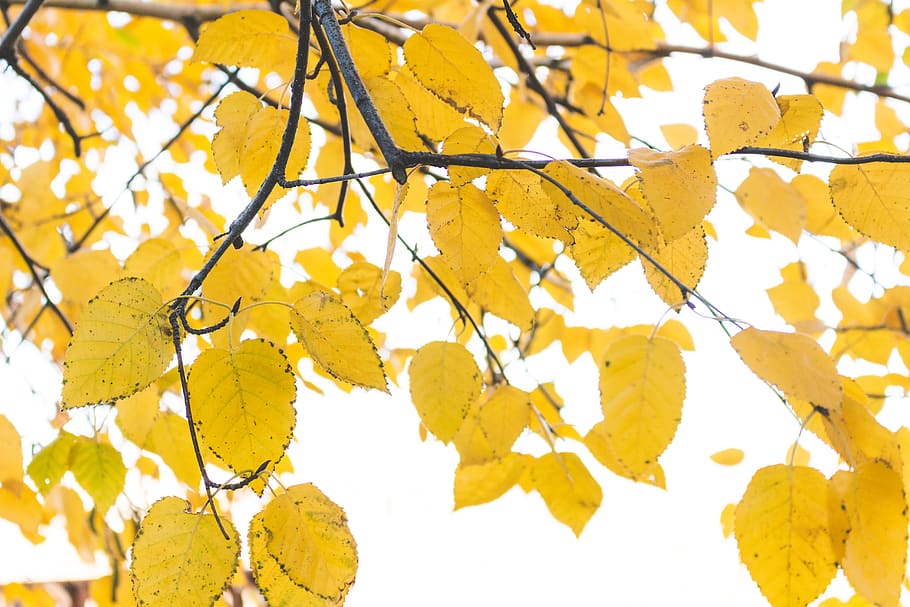 yellow leafy tree, autumn, no people, plant part, branch, close-up HD wallpaper