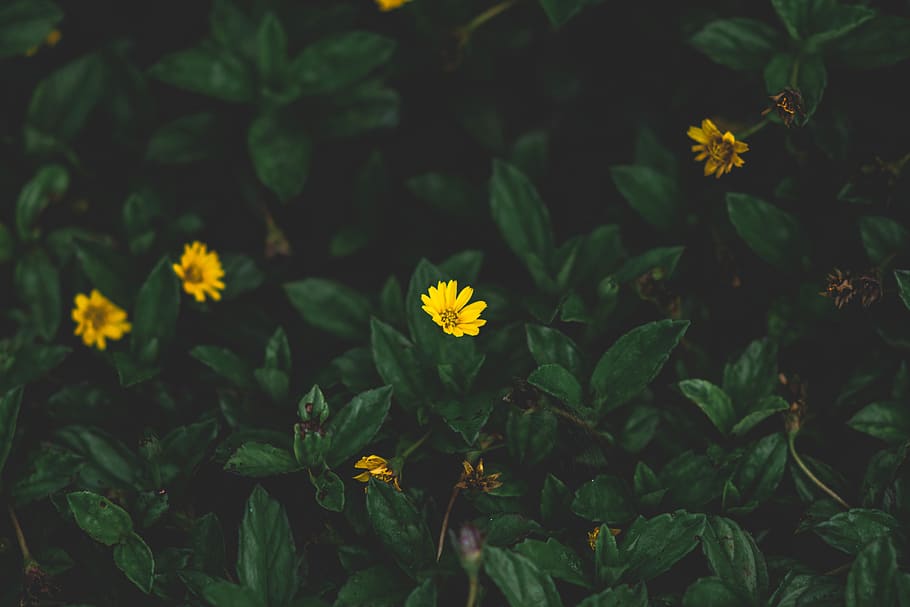 green leafed plants with yellow flowers, blossom, asteraceae, HD wallpaper
