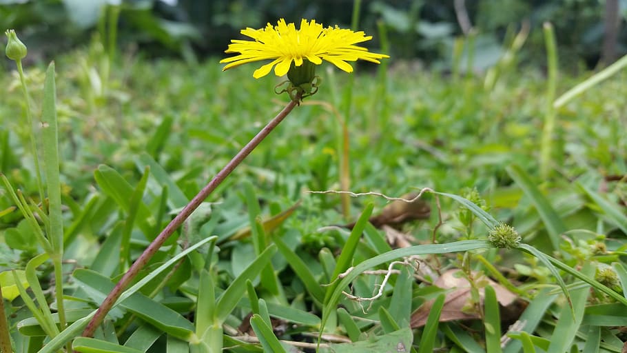 plant, grass, yellow, stem, petals, green, dandelion, bloom HD wallpaper