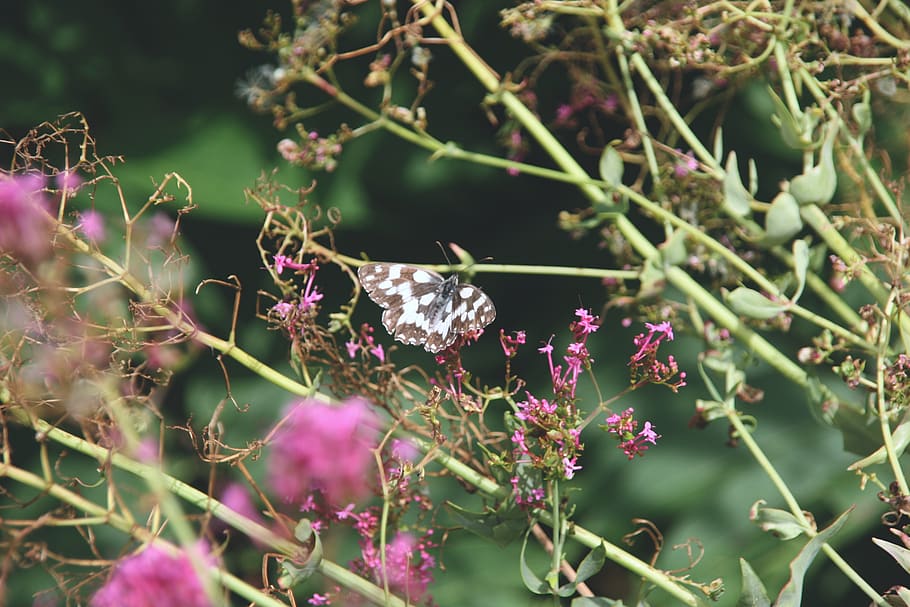 pink, green, insect, focus, detail, nature, flower, france HD wallpaper