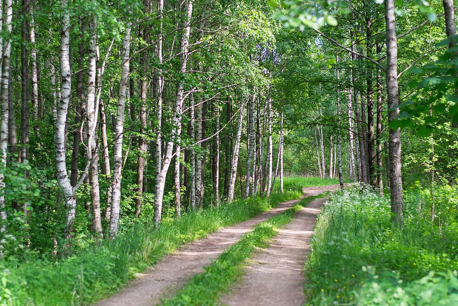 forest, nature, ne, landscape, forests, green, beautiful, leaves HD wallpaper