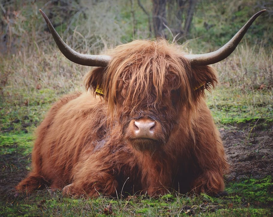 animal themes, mammal, horned, land, highland cattle, field HD wallpaper