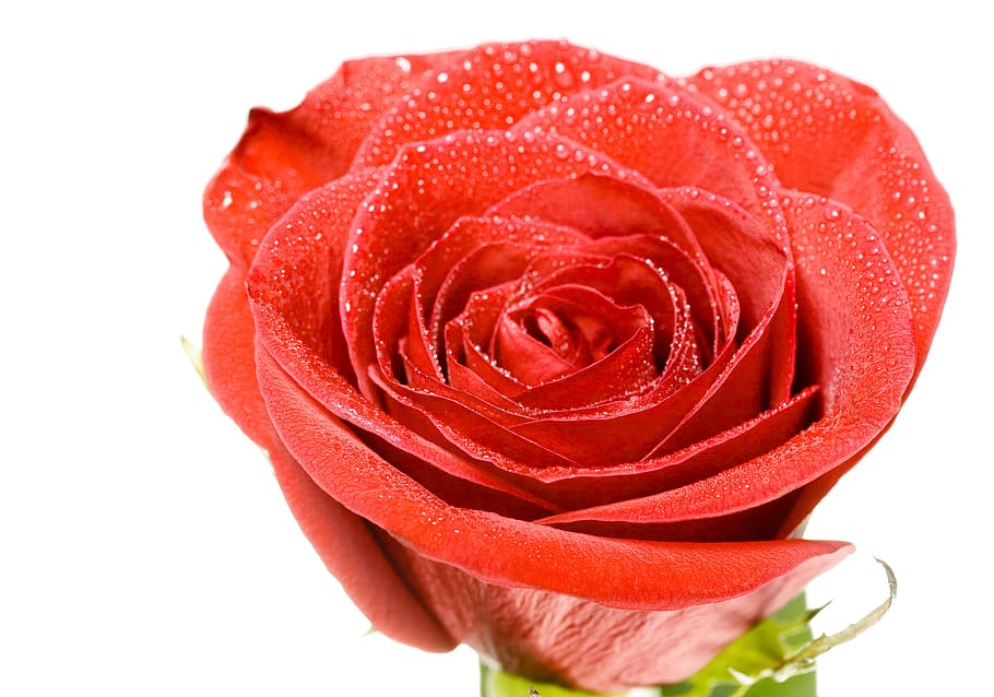 flower, con2011, nature, rose, red, rose - flower, white background HD wallpaper