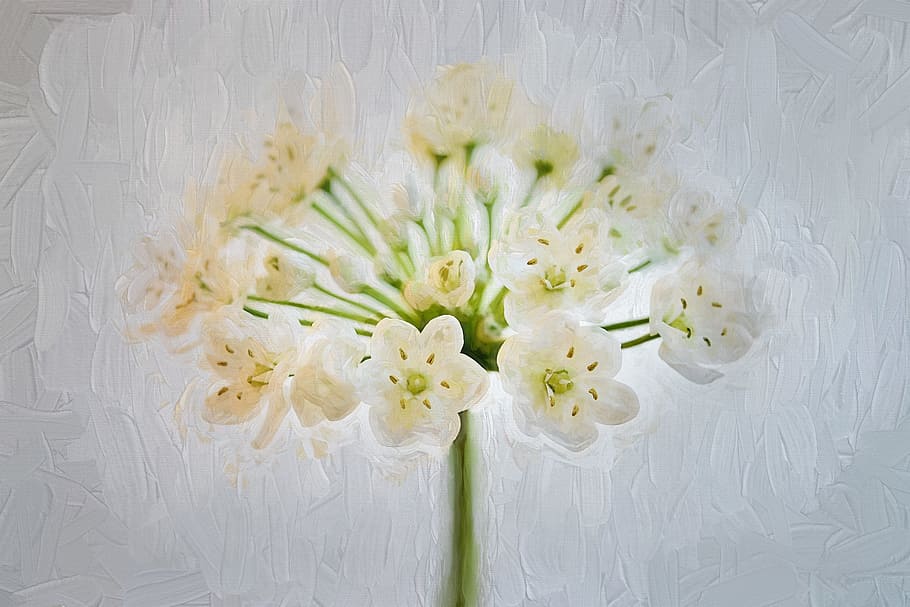 painting, flower, white, fresh, art, work, plant, flowering plant, HD wallpaper