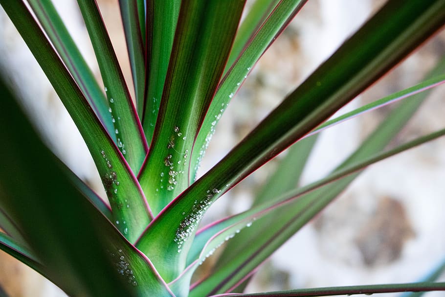 Close-up Photo of Green Leaf Plant, dew, growth, leaves, stem HD wallpaper