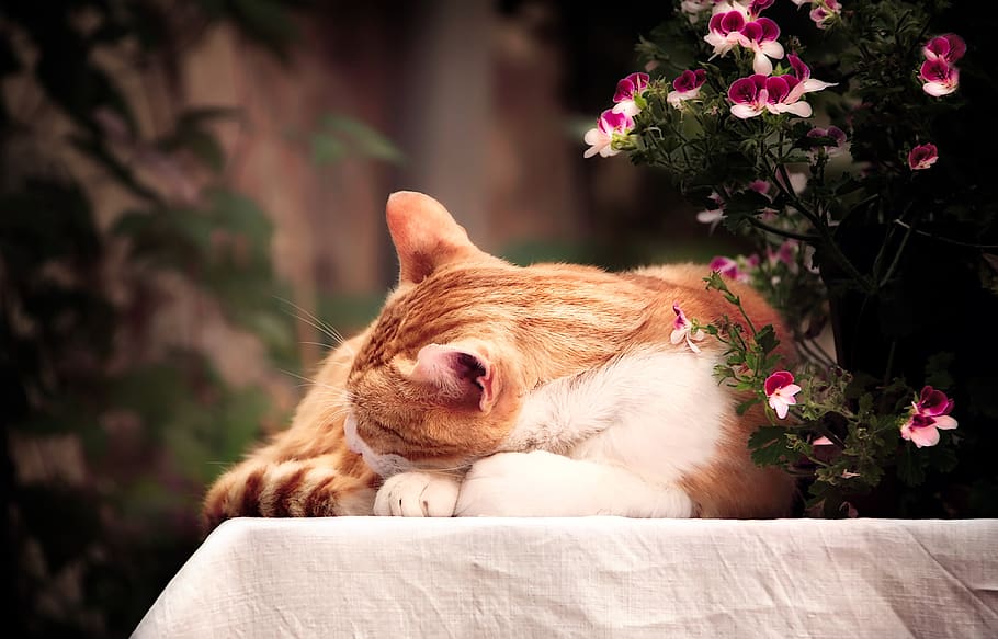 cat, sleep, flowers, animal, pet, mackerel, relax, feel good HD wallpaper