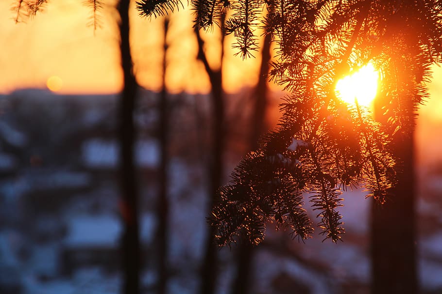 sun, winter, outdoor, sunlight, tree, cold, sunbeam, vibrant HD wallpaper