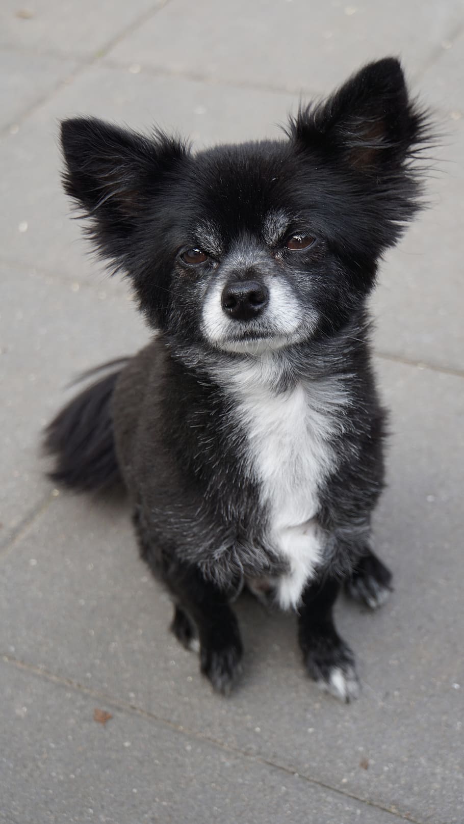 chihuahua, dog, small, cute, pet, animal, portrait, fur, charming, HD wallpaper