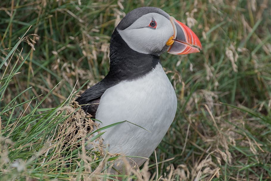puffin bird on grasses, animal, scotland, beak, united kingdom HD wallpaper