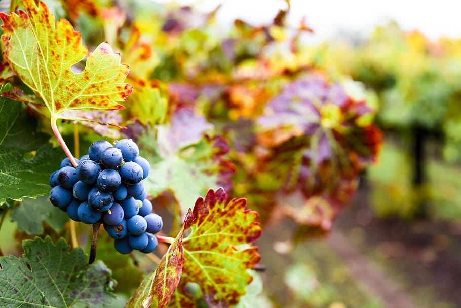 Виноград вино 7 букв. Шварцрислинг виноград с листьями. Картинки виноград природа. Лист синего винограда фото.