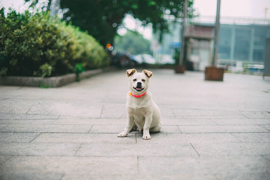 dog, pets, animal, one animal, mammal, animal themes, domestic HD wallpaper