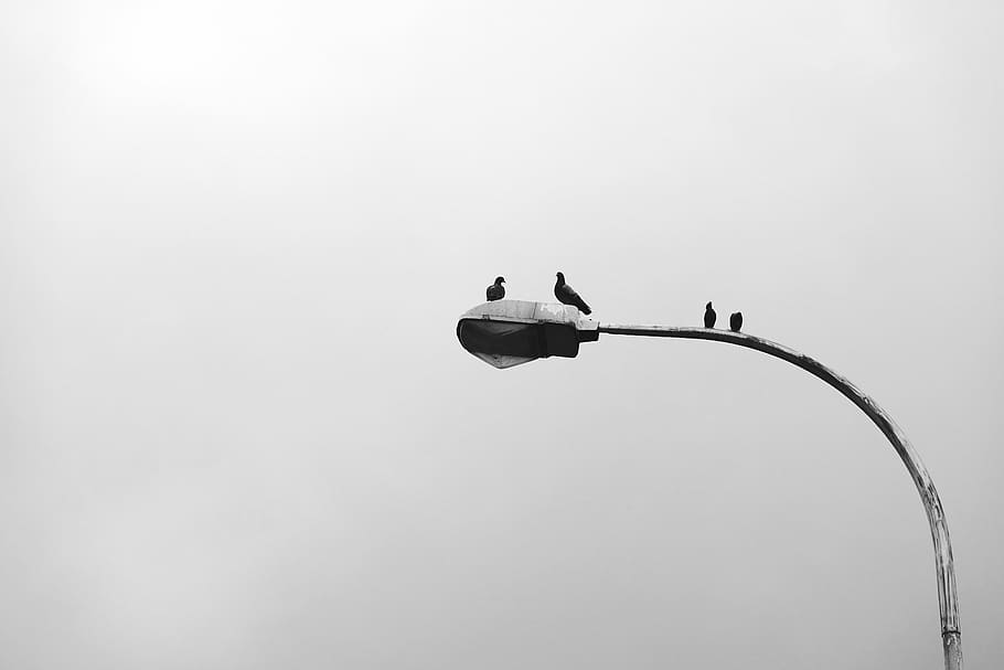 Photo of Birds Perched On Street Light, 4k wallpaper, animal