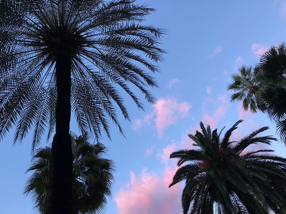 spain, barcelona, palm tree, tropical climate, sky, plant, growth HD wallpaper