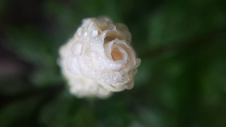 Flower budding., blossoms, wet, water droplets, water drops, blooming HD wallpaper