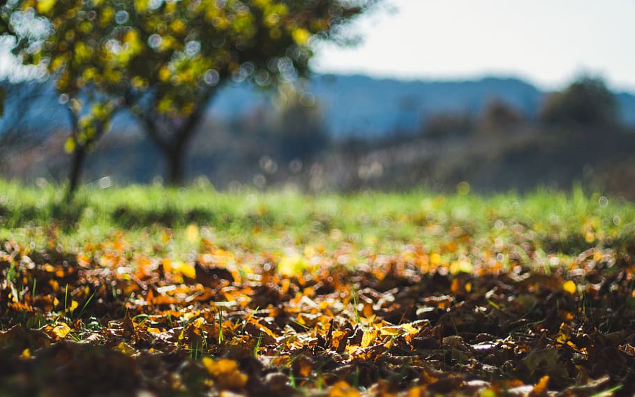 nature, autumn, plant, leaf, selective focus, plant part, tree HD wallpaper