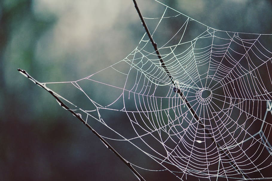 cobweb, spider webs, branch, bush, nature, morning, dew, drip HD wallpaper