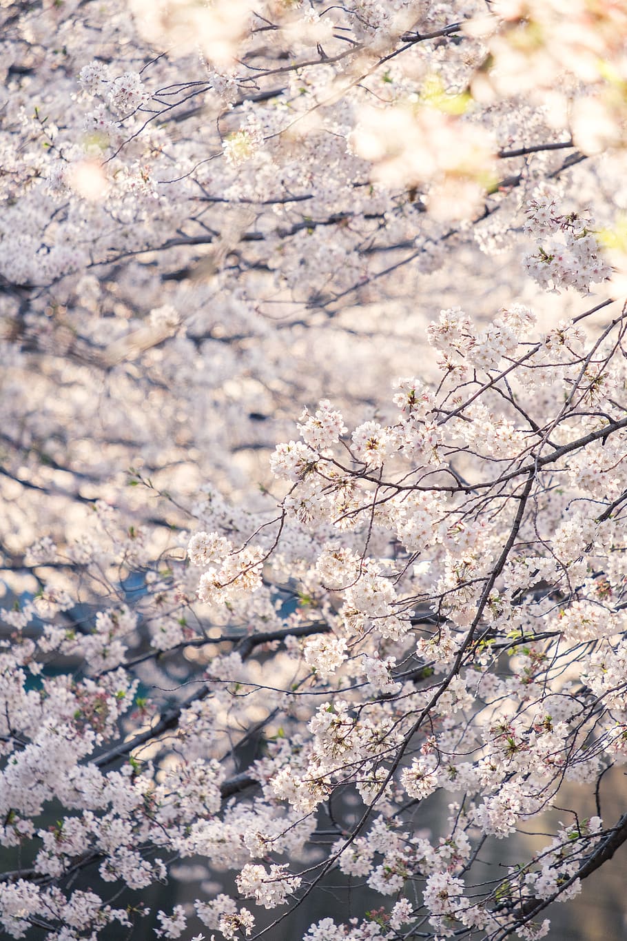 white-leafed trees, plant, blossom, flower, cherry blossom, meguro HD wallpaper