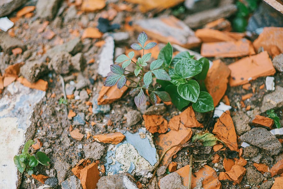 Green Leafed Plant Surrounded by Stones, colors, daytime, environment HD wallpaper