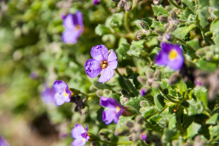 nature, spring, bud, blossom, bloom, plant, branch, close up HD wallpaper