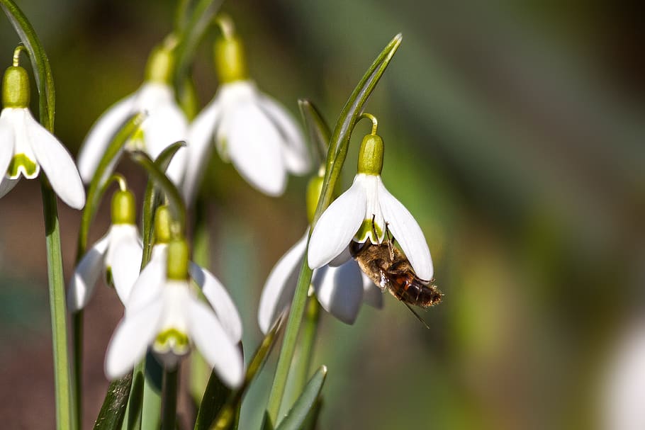 snowdrop, flower, blossom, bloom, hoverfly, flora, nature, white, HD wallpaper