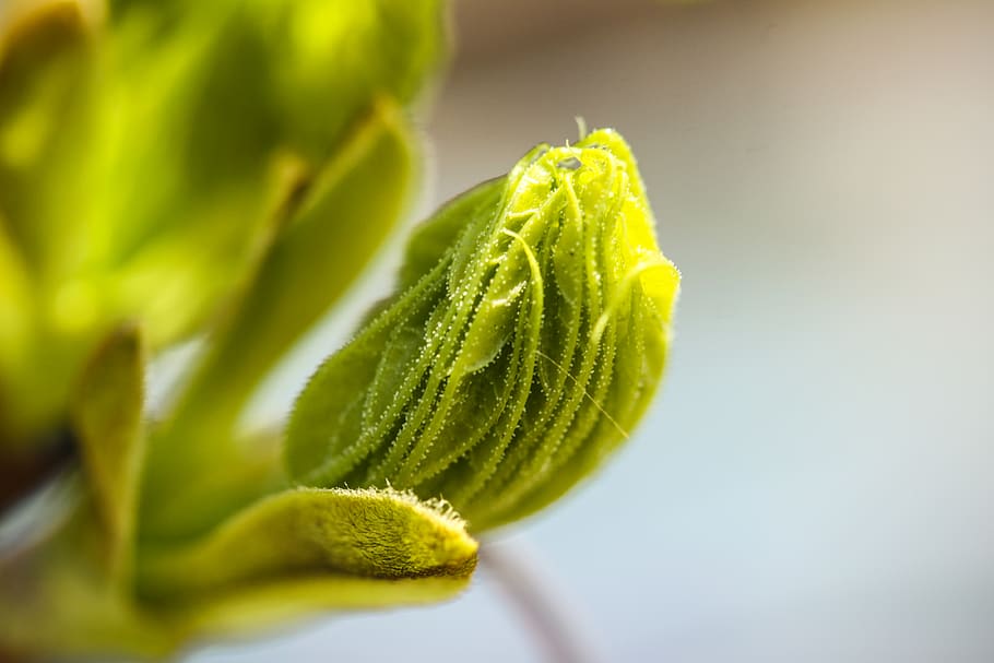 norway maple, spring, bud, macro, green, green color, plant HD wallpaper