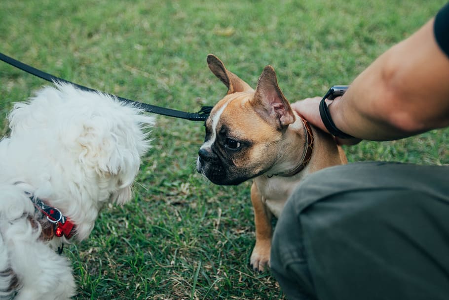 two dogs on grass field, make friend, snapshot, pets, domestic animals