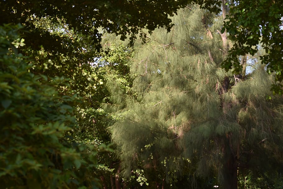 méxico, hermosillo, sonora, trees, park, nature, foliage, plant, HD wallpaper