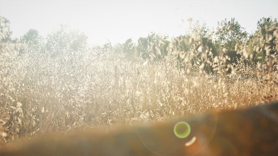 summer, plant, nature, sunlight, tree, day, sky, growth, land HD wallpaper