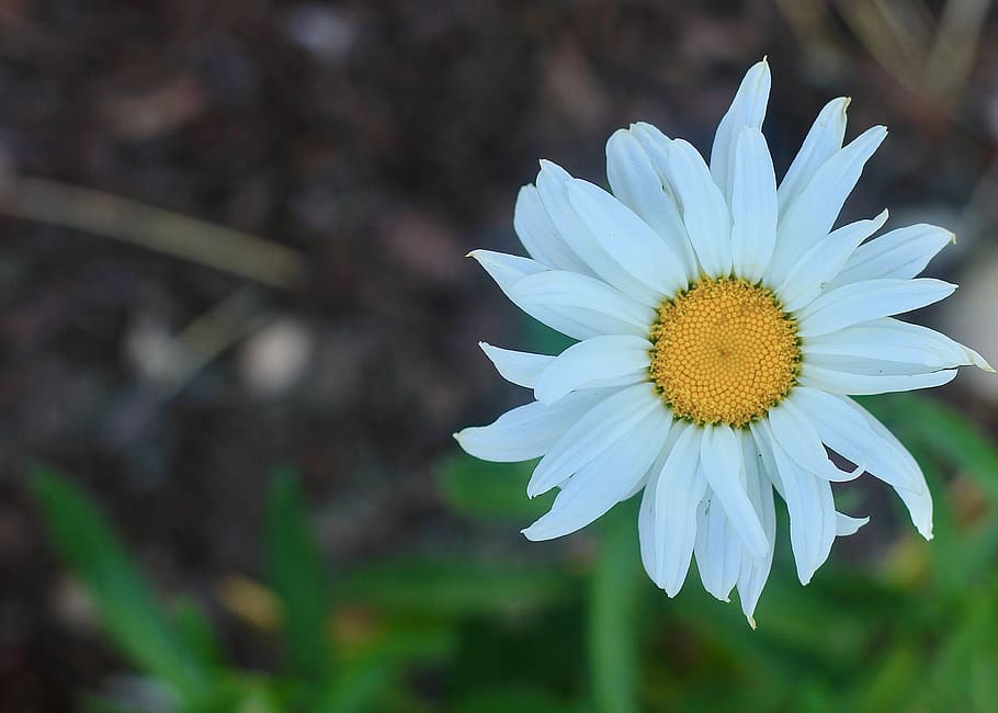daisy, white, bloom, nature, daisies, yellow, summer, flower HD wallpaper
