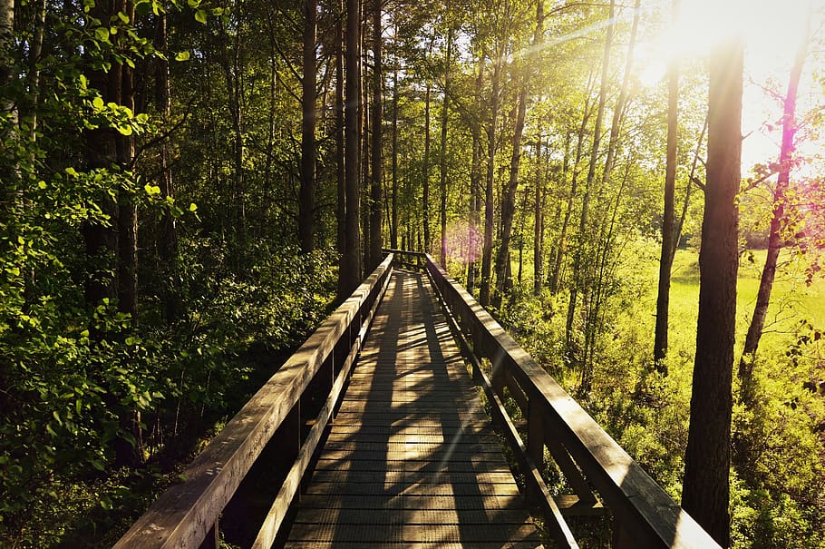 sweden, trees, forest, sunshine, sunset, national park, sunlight HD wallpaper
